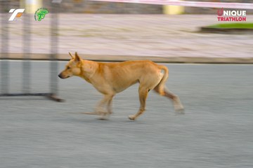Ảnh sự kiện VIET NAM TRI FACTOR CHAMPIONSHIP x HO CHI MINH CITY CHAMPIONSHIP NĂM 2025 - b69fde26e606b1fa46ce2ea47e8b894c.jpg