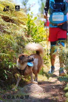 Dalat Ultra Trail 2026 - Ảnh #4913079