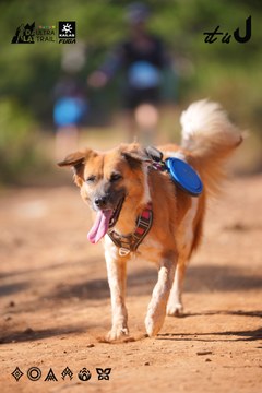 Dalat Ultra Trail 2026 - Ảnh #4909394