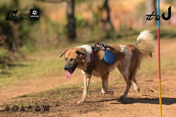 Dalat Ultra Trail 2026 - Ảnh #4714776