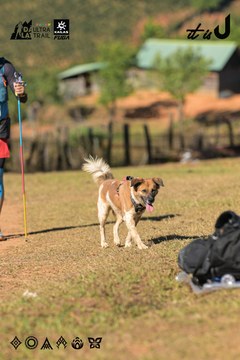 Dalat Ultra Trail 2026 - Ảnh #4714769