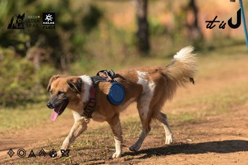 Dalat Ultra Trail 2026 - Ảnh #4714774