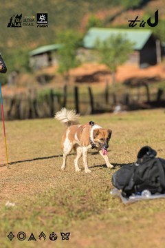Dalat Ultra Trail 2026 - Ảnh #4714775