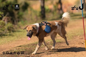 Dalat Ultra Trail 2026 - Ảnh #4714777