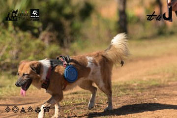 Dalat Ultra Trail 2026 - Ảnh #4714778
