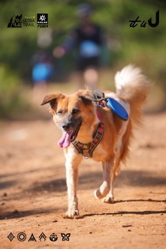 Dalat Ultra Trail 2026 - Ảnh #4909392