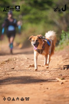 Dalat Ultra Trail 2026 - Ảnh #4909393