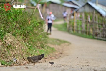 MĂNG ĐEN ULTRA TRAIL 2026 - Ảnh #4525134
