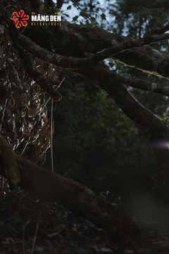 MĂNG ĐEN ULTRA TRAIL 2026 - Ảnh #4512189
