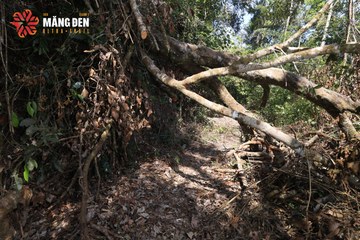 MĂNG ĐEN ULTRA TRAIL 2026 - Ảnh #4513241