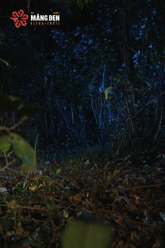 MĂNG ĐEN ULTRA TRAIL 2026 - Ảnh #4510972