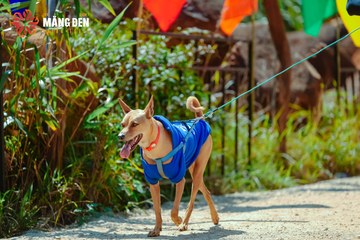 MĂNG ĐEN ULTRA TRAIL 2026 - Ảnh #4516178