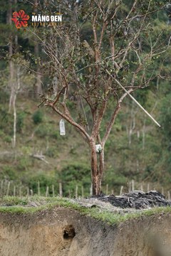 MĂNG ĐEN ULTRA TRAIL 2026 - Ảnh #4519514