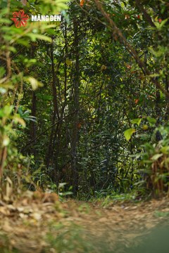 MĂNG ĐEN ULTRA TRAIL 2026 - Ảnh #4511585
