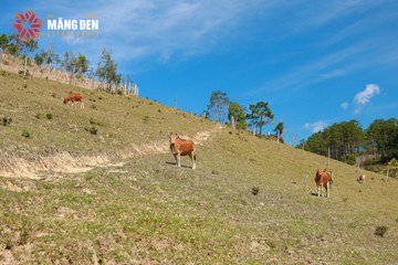 MĂNG ĐEN ULTRA TRAIL 2026 - Ảnh #4523445