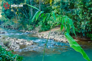 MĂNG ĐEN ULTRA TRAIL 2026 - Ảnh #4515568
