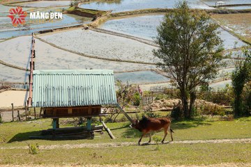 MĂNG ĐEN ULTRA TRAIL 2026 - Ảnh #4523449