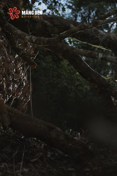 MĂNG ĐEN ULTRA TRAIL 2026 - Ảnh #4512191