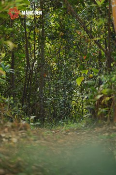 MĂNG ĐEN ULTRA TRAIL 2026 - Ảnh #4511560