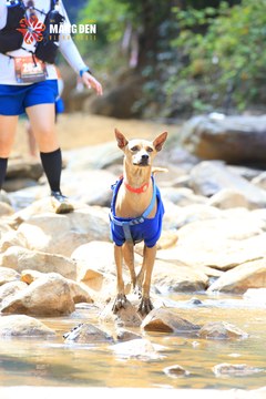 MĂNG ĐEN ULTRA TRAIL 2026 - Ảnh #4509887