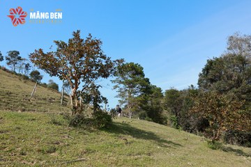 MĂNG ĐEN ULTRA TRAIL 2026 - Ảnh #4522702